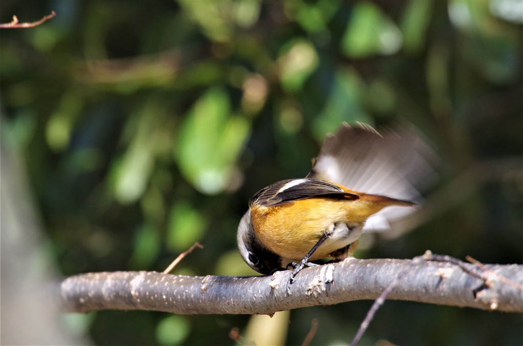 3日のジョビ君 (2)