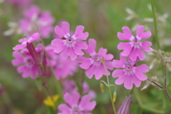 フクロナデシコ