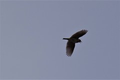 昨日のヒバリ (3)