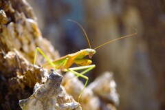 カマキリ