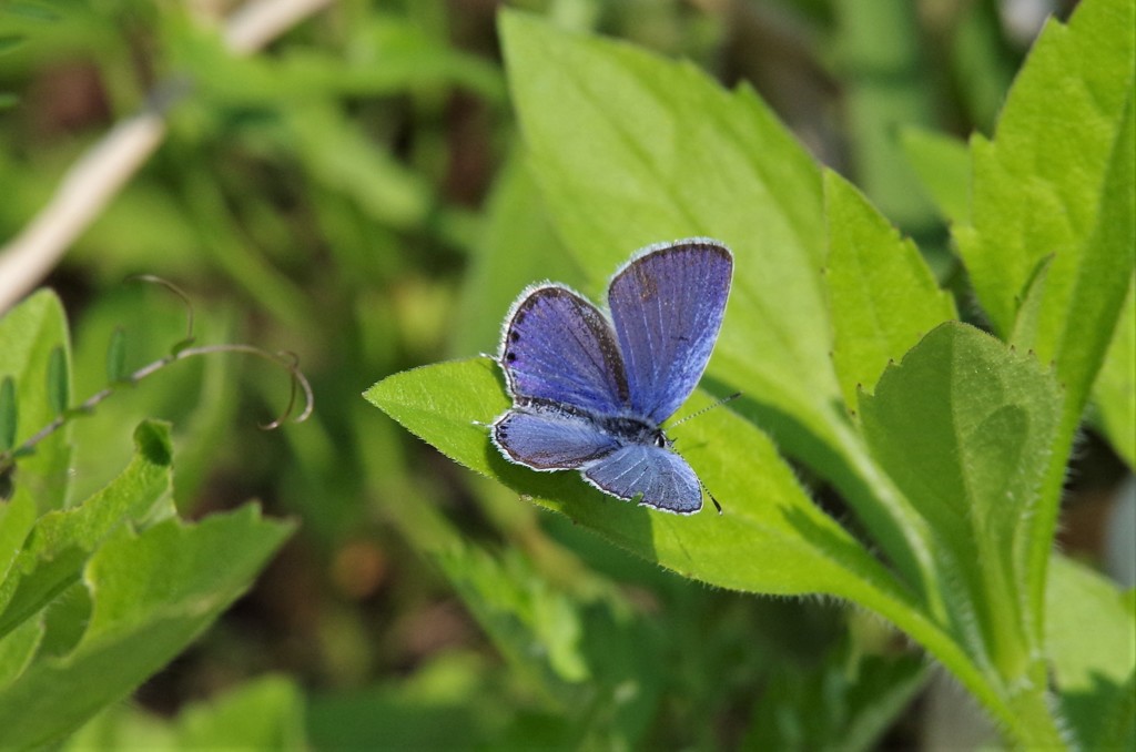 ツバメシジミ (1)