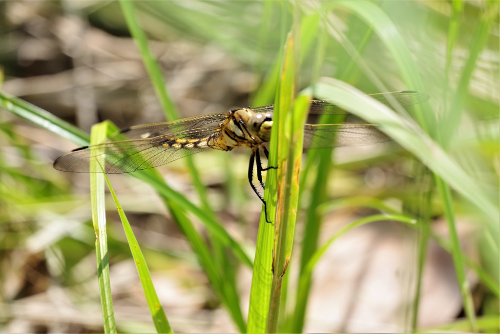 今日のトンボ (1)