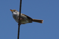 こんなところに・・・ (2)