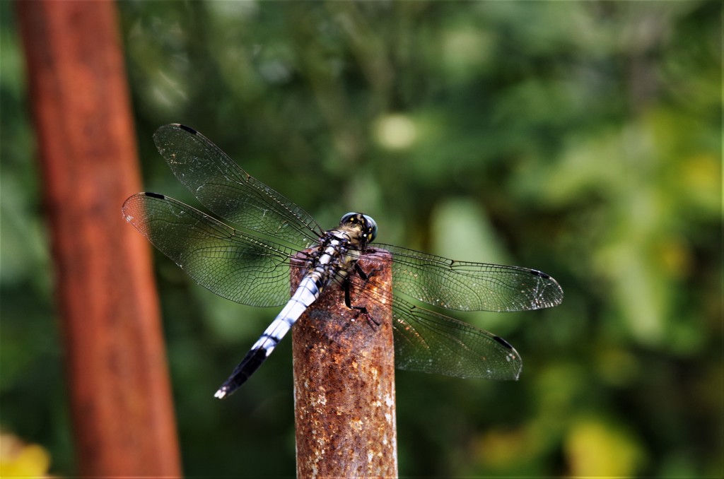昨日のトンボ