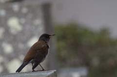 昨日のシロハラ (1)