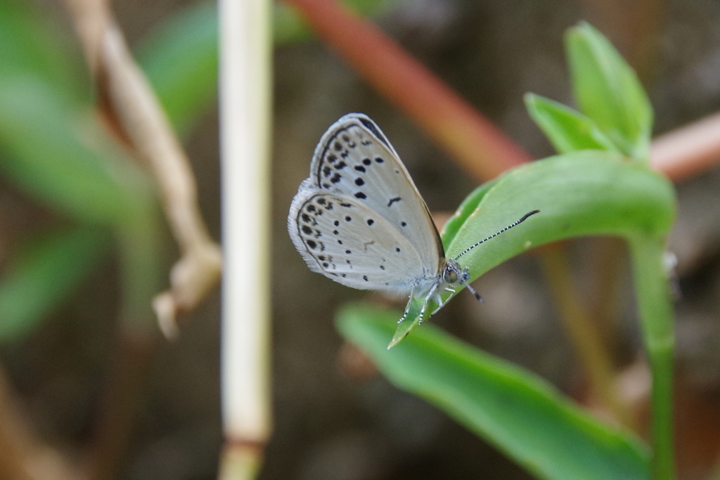昨日のヤマトシジミ