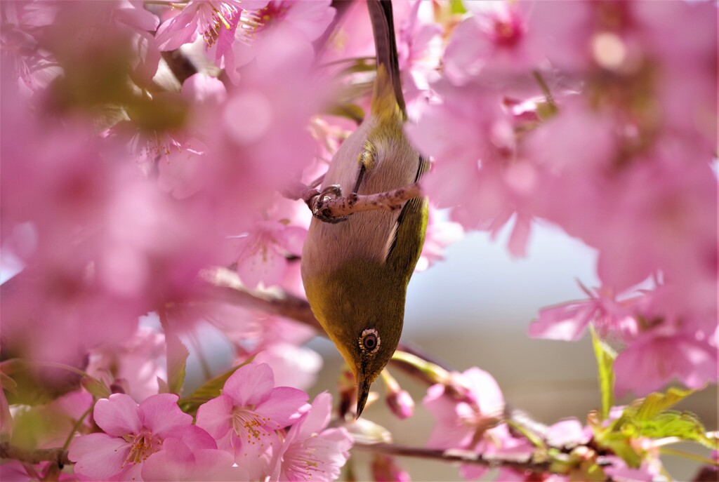 桜とメジロ (6)