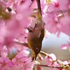 桜とメジロ (6)