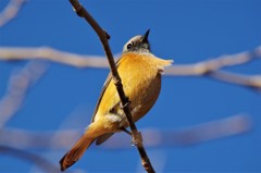 昨日のジョウビタキ (2)