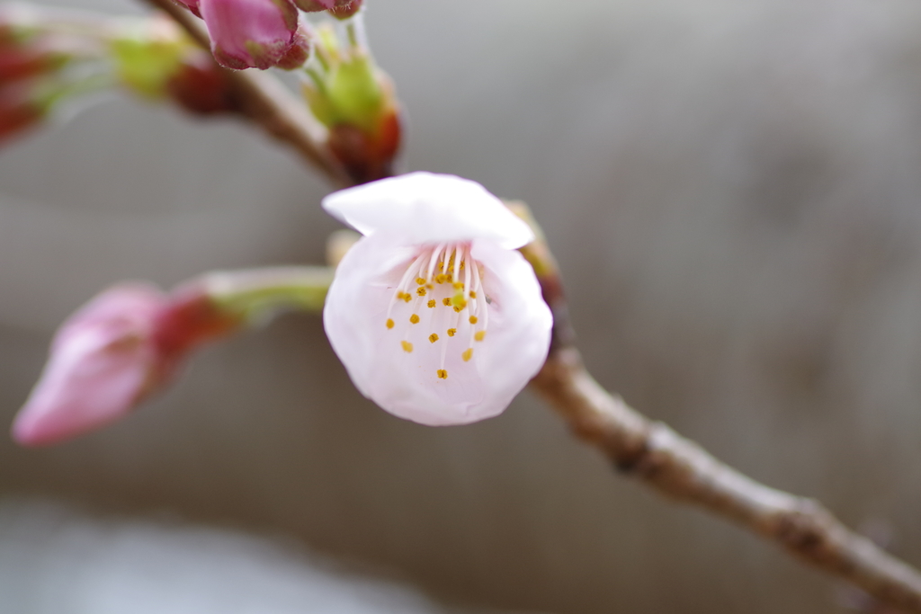 今日の桜