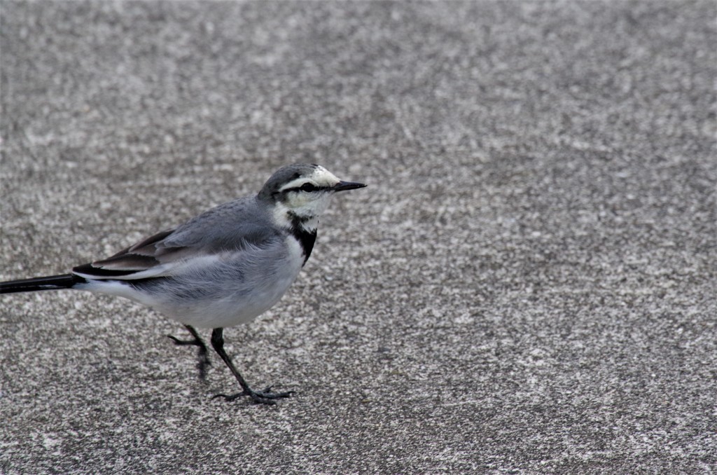 元旦のハクセキレイ