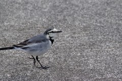 元旦のハクセキレイ