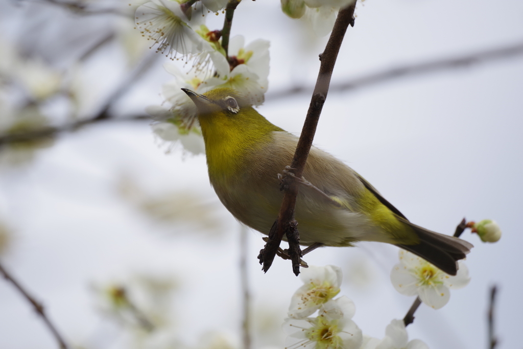 昨日の野鳥 (1)