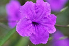 昨日の花 (2)