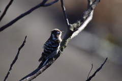 コゲラちゃん   (2)