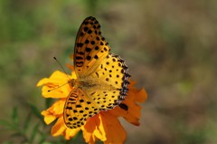 日差しを受けて (1)