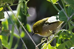 昨日のメジロ (2)