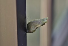 羽化せず・・ (2)