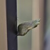 羽化せず・・ (2)