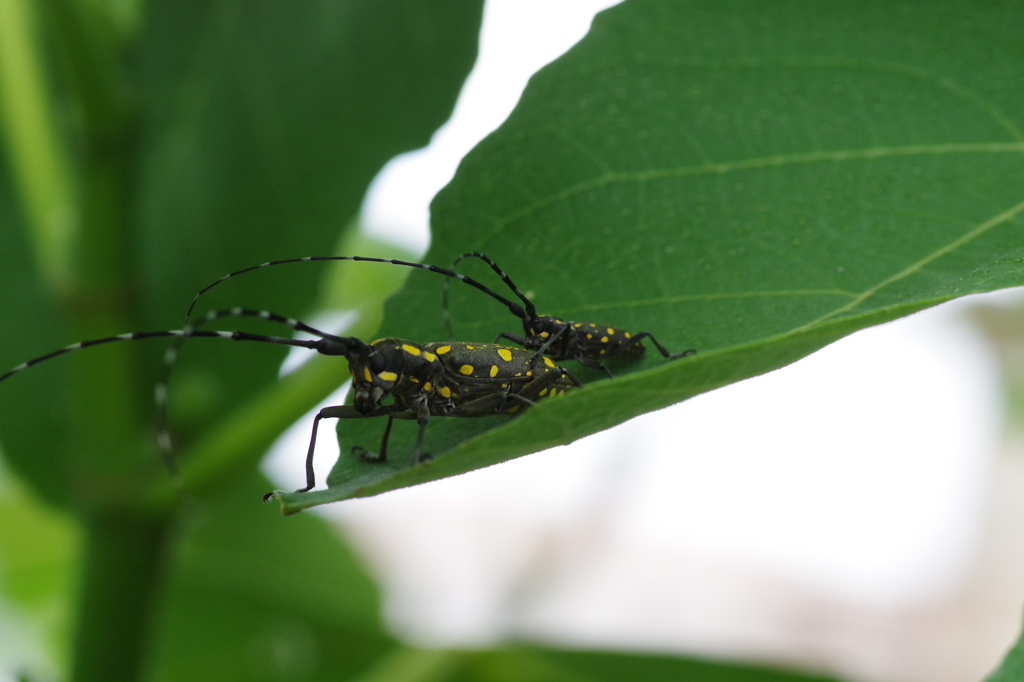 キボシカマキリ