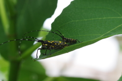 キボシカマキリ