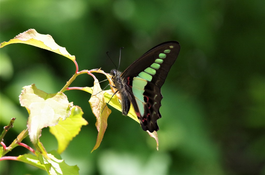 昨日のアオスジアゲハ (2)