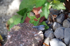 2頭のシジミチョウ