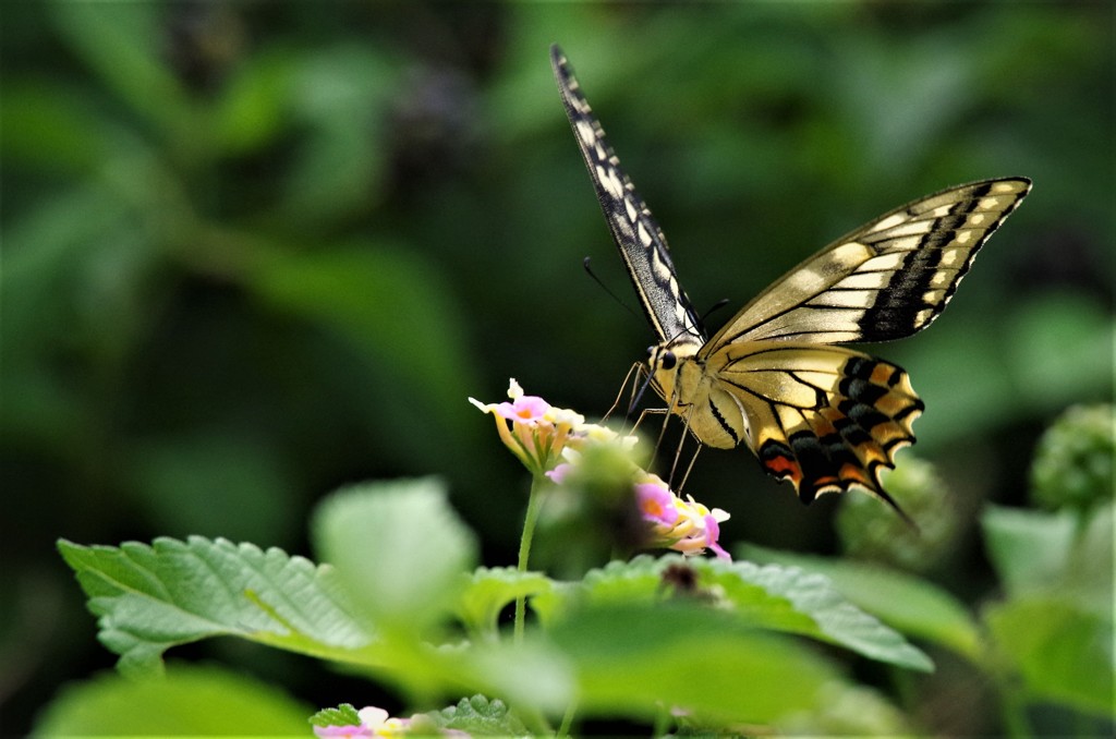 アゲハとランタナ