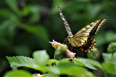 アゲハとランタナ