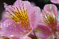 雨のアルストロメリア (2)