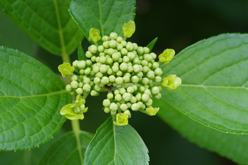 アジサイのつぼみ