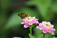 ランタナとセセリ