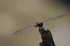 昨日のトンボ  (2)