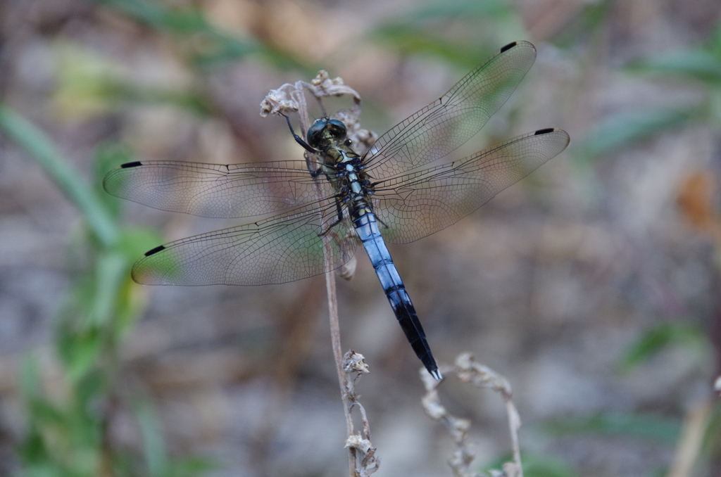 シオカラトンボ