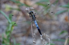 シオカラトンボ