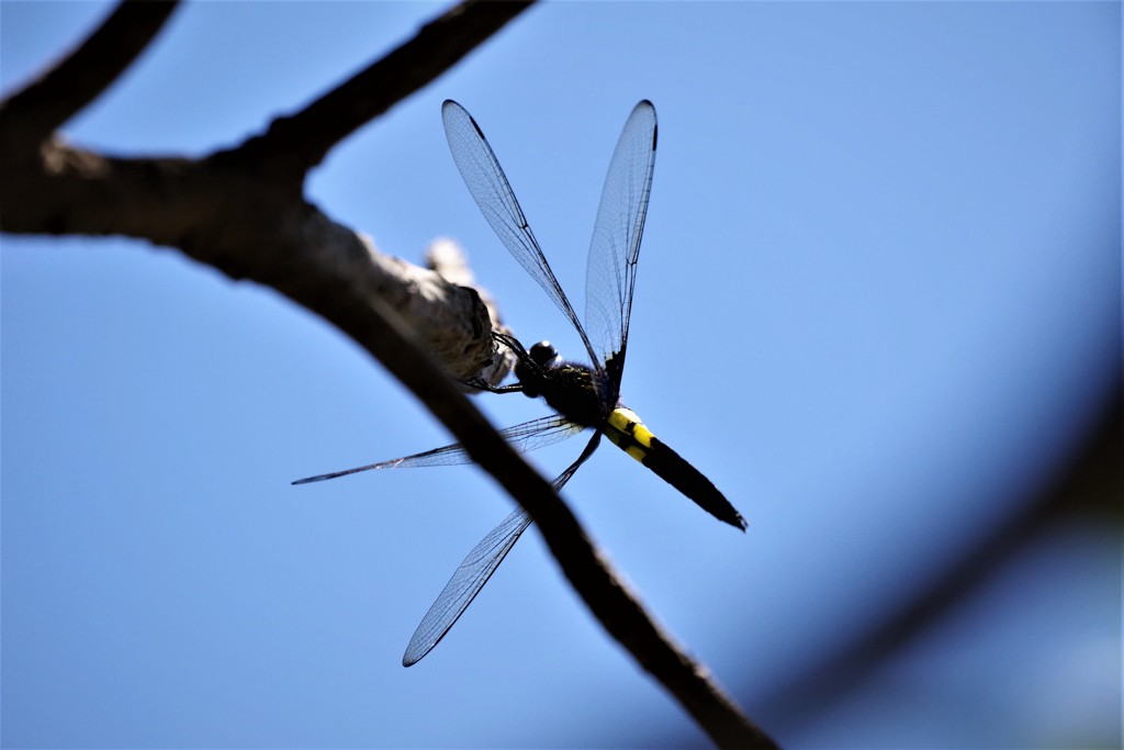 今日のトンボ (5)