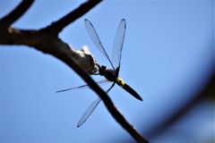 今日のトンボ (5)