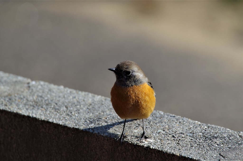昨日のジョビ君　 (1)