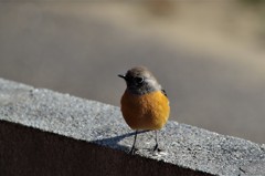 昨日のジョビ君　 (1)