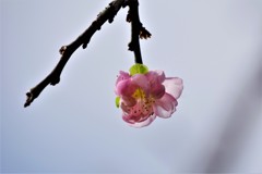 桜咲く (2)
