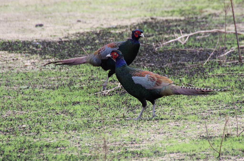 ２羽のオス雉が (2)