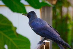 カラス
