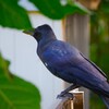 カラス