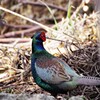 昨日の野鳥 (2)