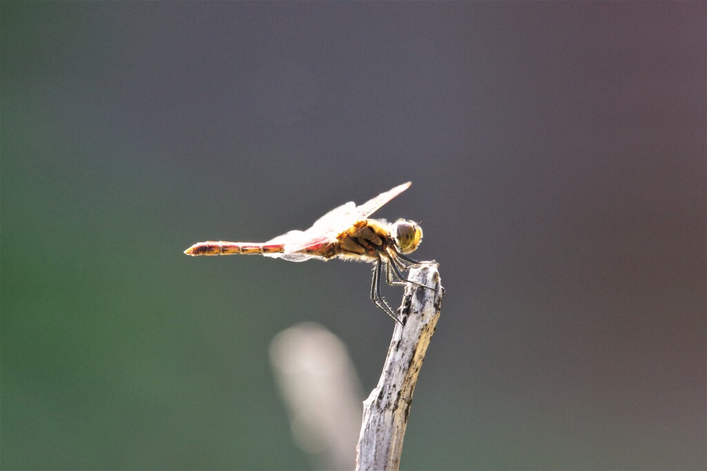 昨日のトンボ (2)