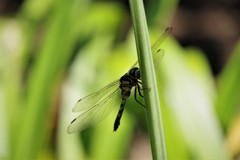 昨日のトンボ (2)