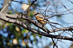 昨日の野鳥