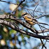 昨日の野鳥