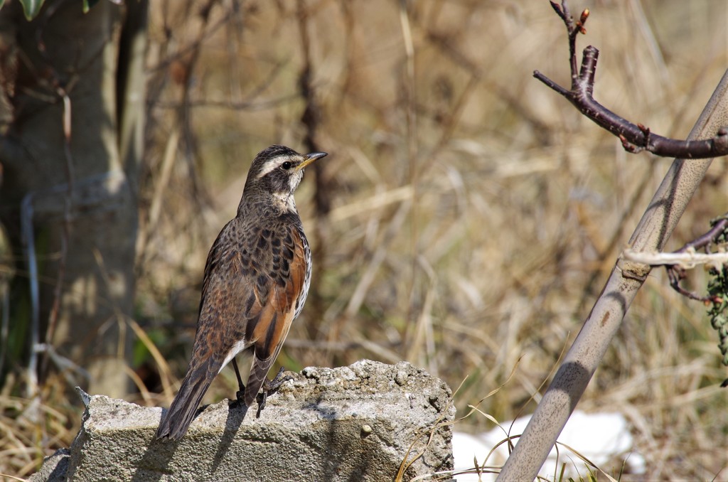 昨日のツグミ (2)