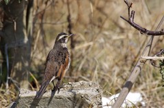 昨日のツグミ (2)